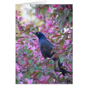 Apple Blossom Grackle