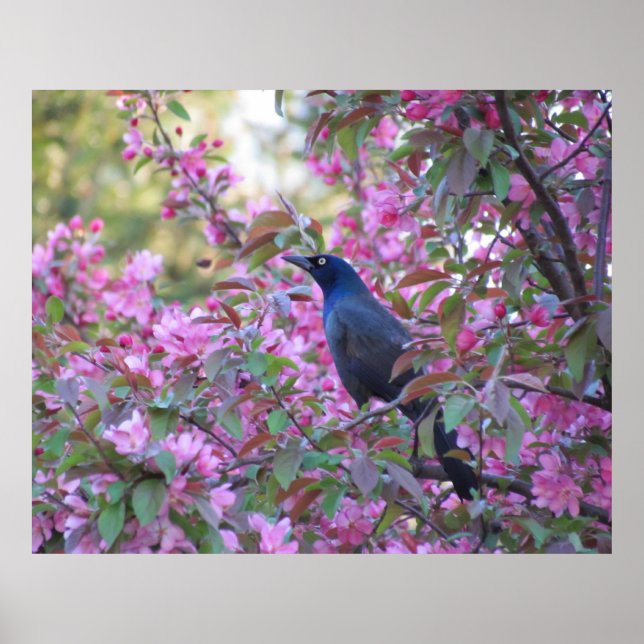 Apple Blossom Grackle Poster (Front)