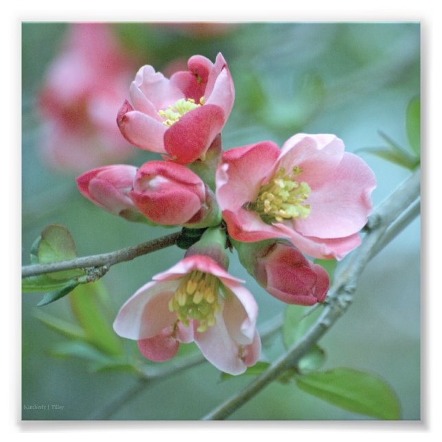 Apple Blossom #P0356 Photo Print (Front)