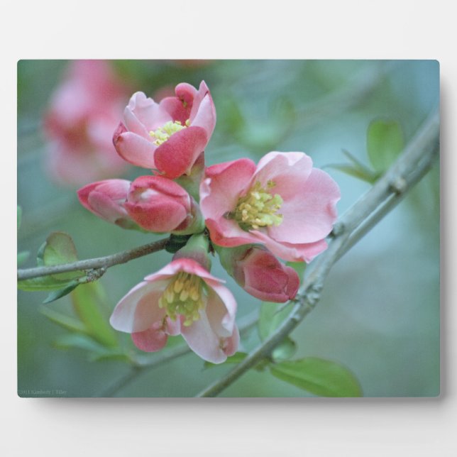 Apple Blossom #P0356 Plaque (Front)