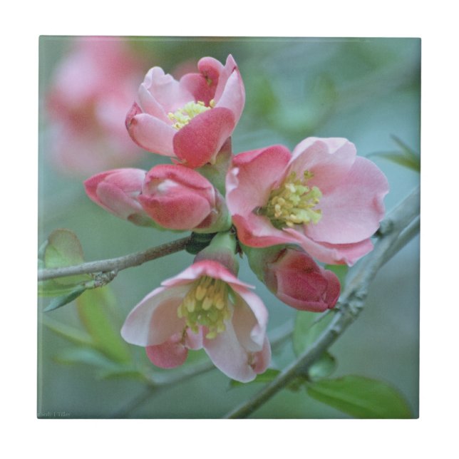 Apple Blossom #P0356 Tile (Front)