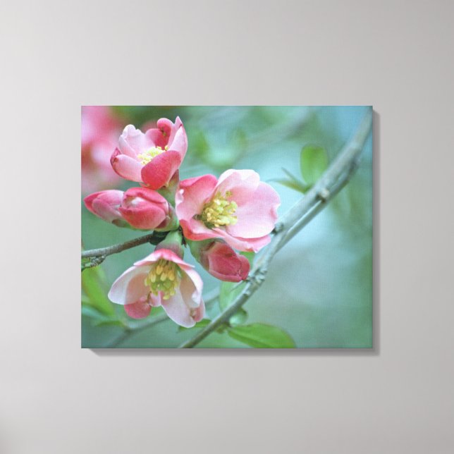Apple Blossom #P0356 Wrapped Canvas (Front)
