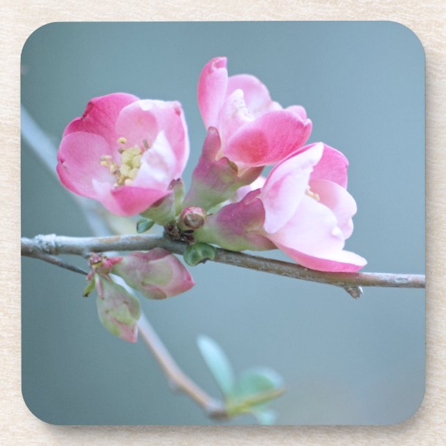 Apple Blossom #P0358 Cork Coaster (Front)