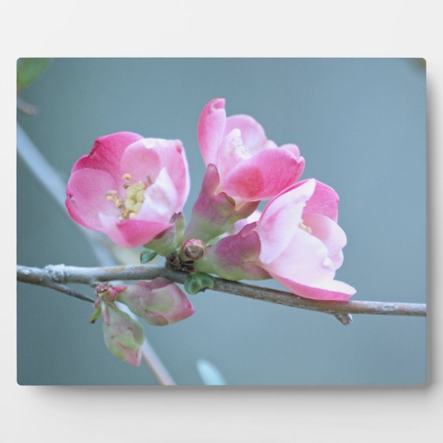 Apple Blossom #P0358 Plaque (Front)