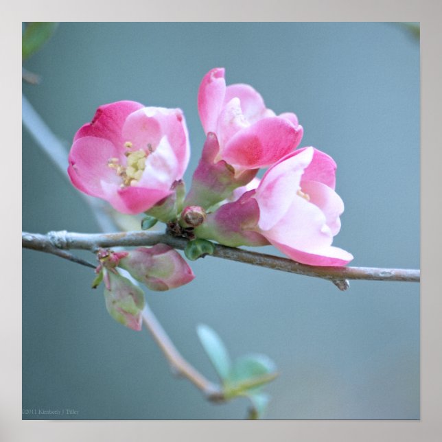Apple Blossom #P0358 Poster (Front)