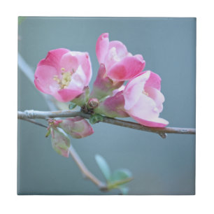 Apple Blossom #P0358 Tile
