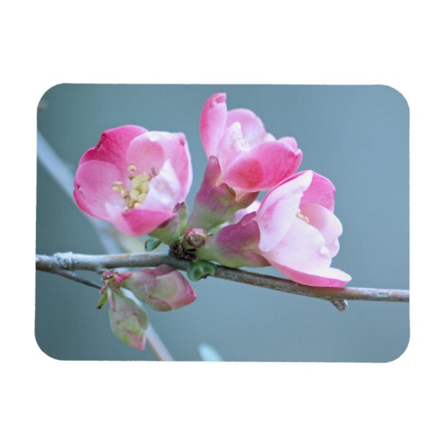 Apple Blossom #P0358 Vinyl Magnet (Horizontal)