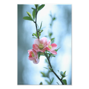 Apple Blossom #P0365 Impression photo
