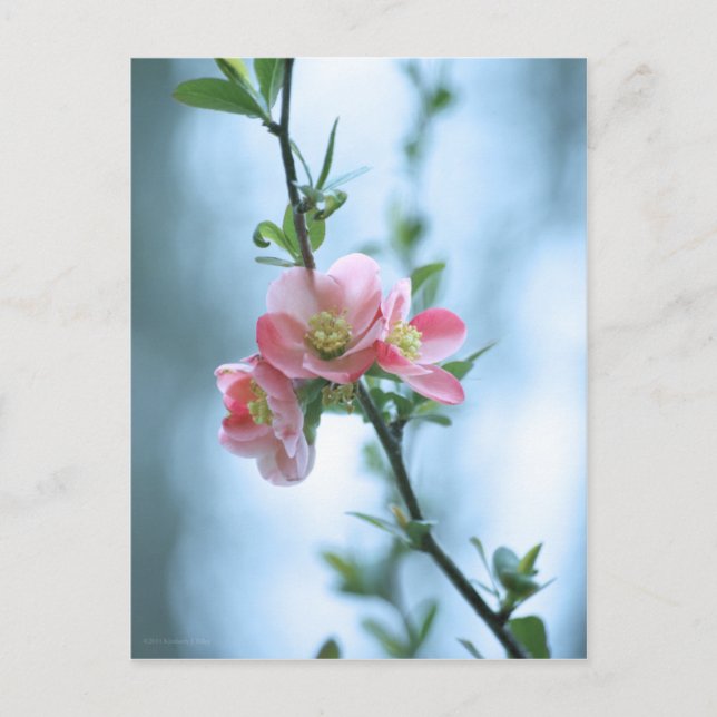 Apple Blossom #P0365 Postcard (Front)
