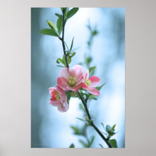 Apple Blossom #P0365 Poster