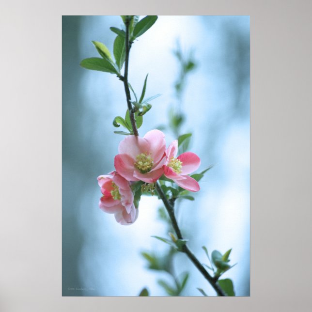 Apple Blossom #P0365 Poster (Front)