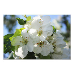 Apple Blossom Photo Print
