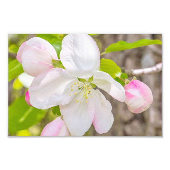 Apple Blossom Photography Print (Front)