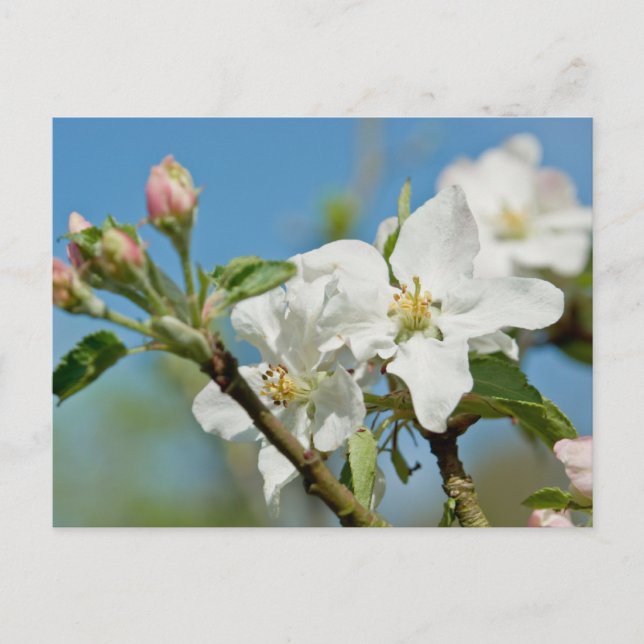 Apple Blossom Postcard (Front)