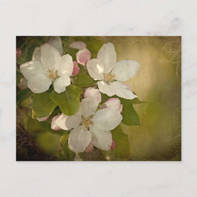 Apple Blossom Postcard (Front)