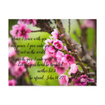 Apple Blossom Postcard