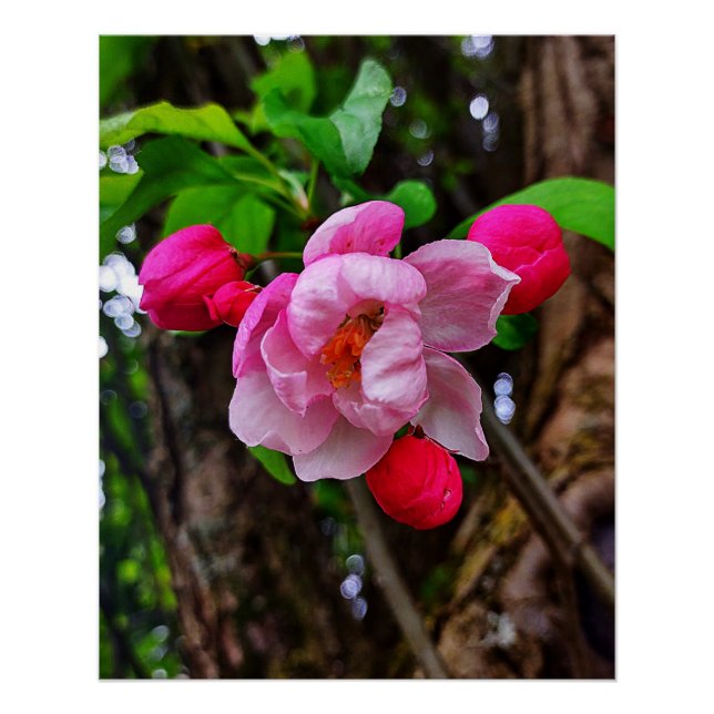 APPLE BLOSSOM  POSTER (Front)