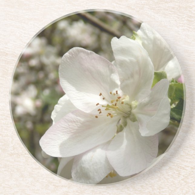 Apple Blossom Sandstone Coaster (Front)