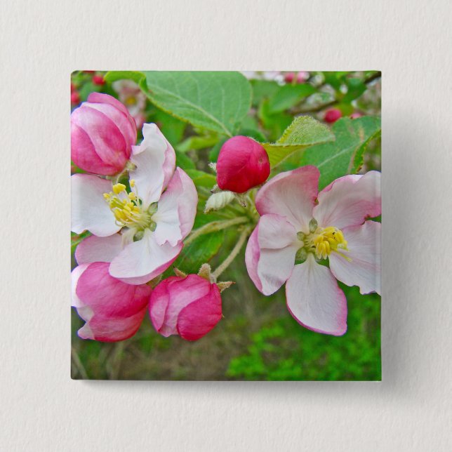 Apple Blossom Time 2 Inch Square Button (Front)