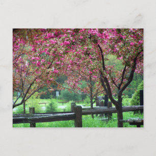 Apple Blossom Time Postcard