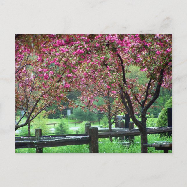 Apple Blossom Time Postcard (Front)