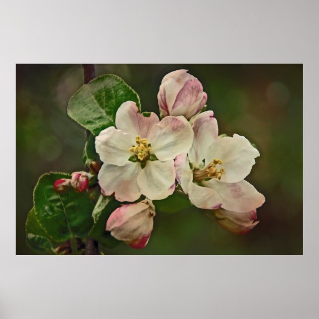 Apple Blossom Time Poster (Front)