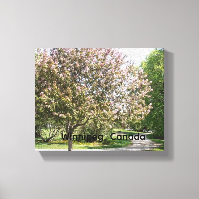 Apple Blossom Tree Canvas Print (Front)