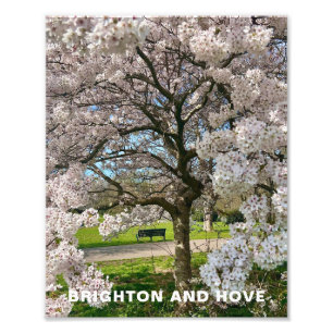 Apple Blossom Tree Park in Brighton Spring time Photo Print