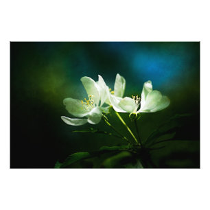 Apple Blossom - Two Flowers Photo Print