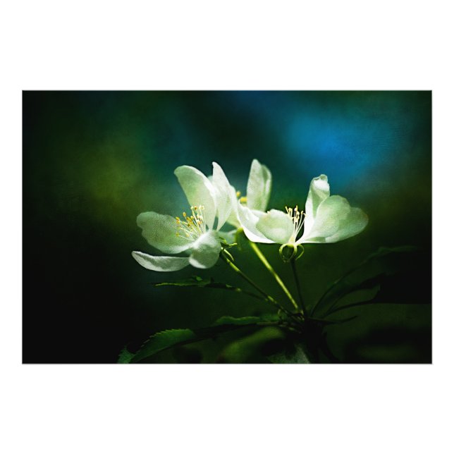 Apple Blossom - Two Flowers Photo Print (Front)
