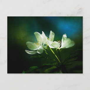 Apple Blossom - Two Flowers Postcard