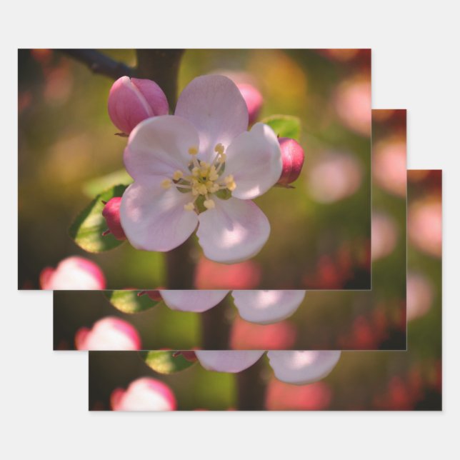 Apple Blossom Wrapping Paper Sheet (Set)