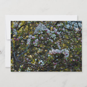 Apple Blossoms