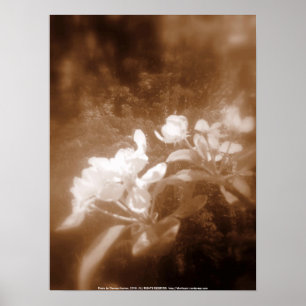 apple blossoms #2, sepia poster