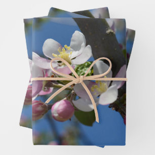 Apple blossoms - A blooming branch of apple tree i Wrapping Paper Sheet