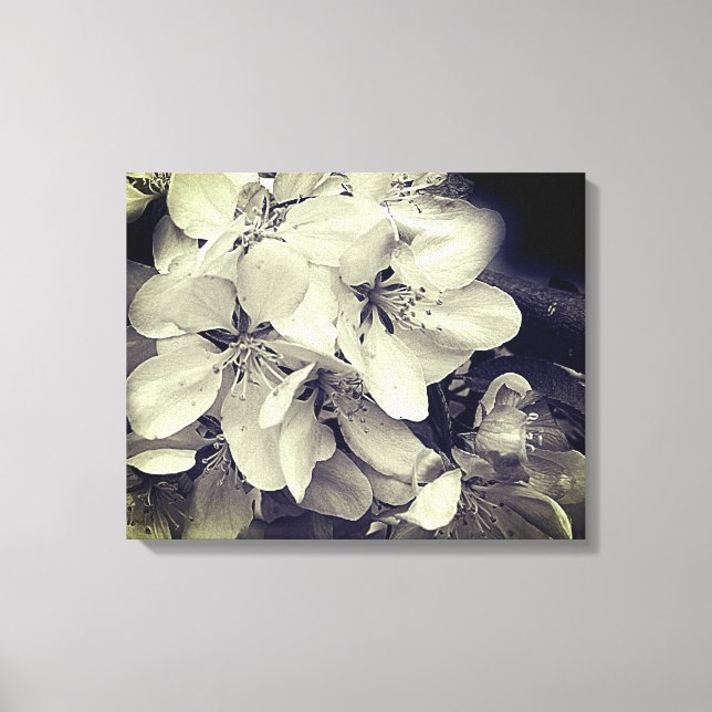 Apple Blossoms Black And White   Canvas Print (Front)