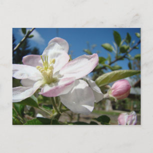 APPLE Blossoms Flowers POST CARDS POST CARD Floral