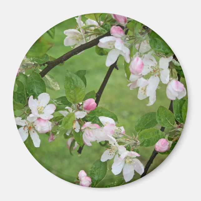 Apple Blossoms Magnet (Front)