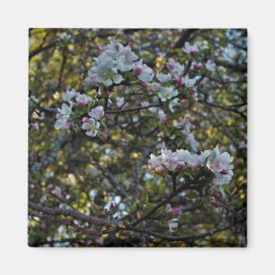 Apple Blossoms Magnet