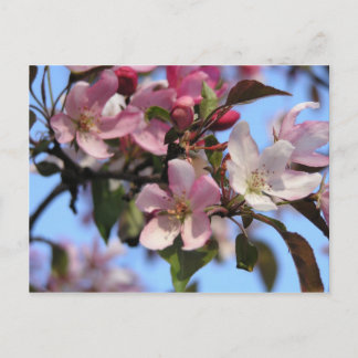 Apple Blossoms Postcard