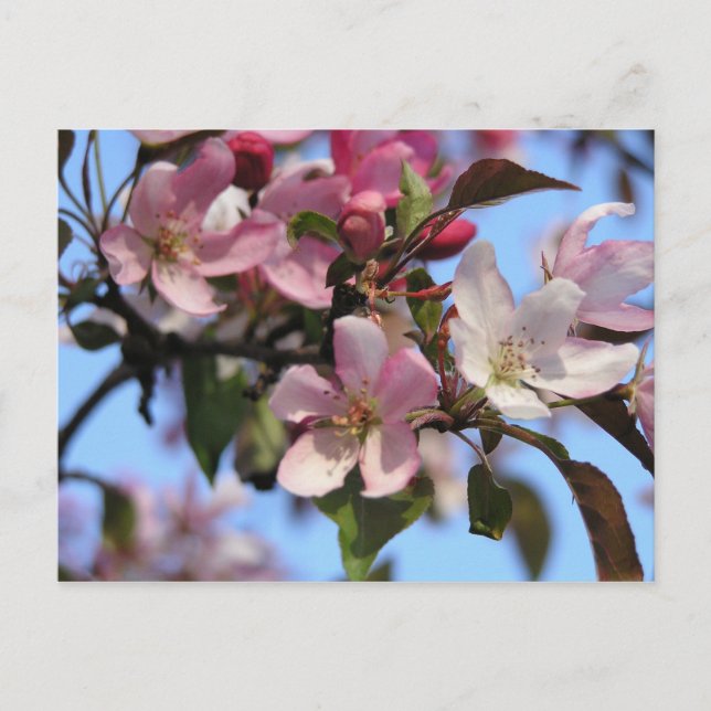 Apple Blossoms Postcard (Front)