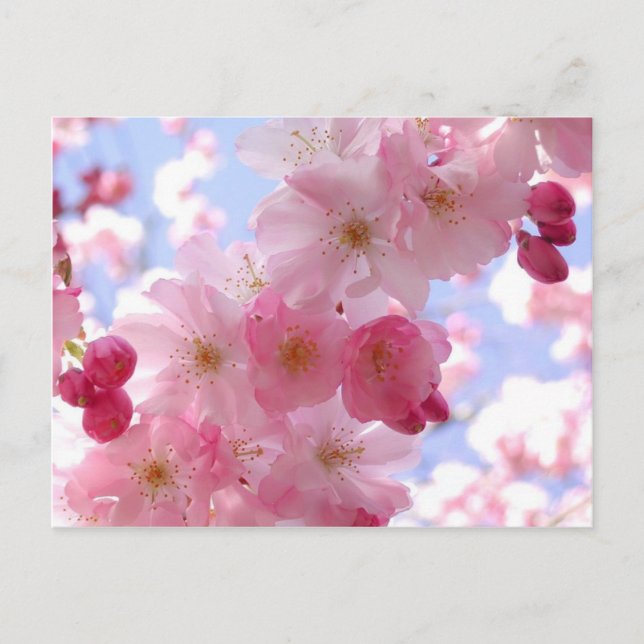 apple blossoms postcard (Front)