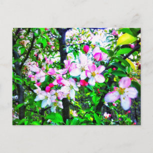 APPLE BLOSSOMS POSTCARD