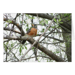 Apple Blossoms & Robin, Spring