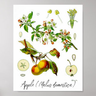 Apple Fruit Flower Vintage Botanical Illustration Poster
