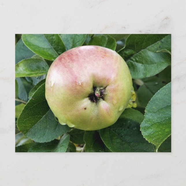 APPLE FRUIT POSTCARD (Front)