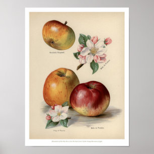 Apple - le cru porte des fruits affiche