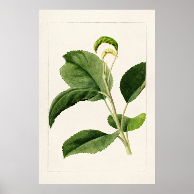 Apple Leaves (Malus Domestica) (1910) by James Mar Poster (Front)