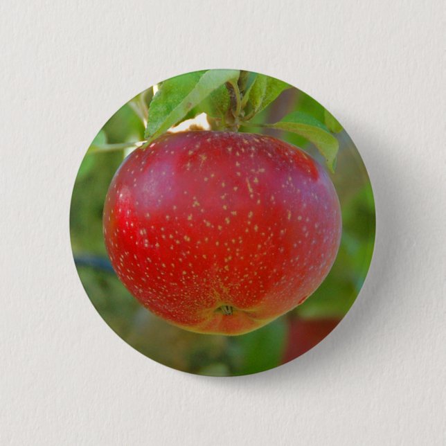 Apple Lobo 2 Inch Round Button (Front)