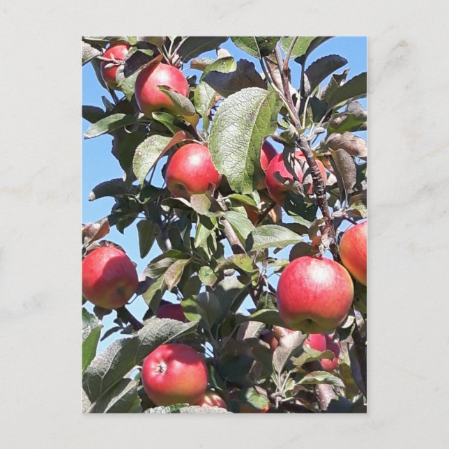 Apple Orchard Postcard (Front)